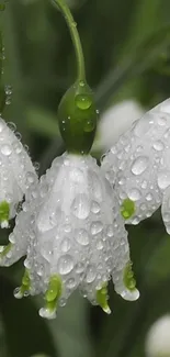 White flowers with dew drops against a green background.