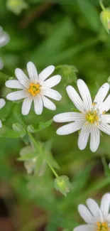 White flowers amidst green leaves mobile wallpaper.