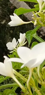 Close-up of white flowers with green leaves in fresh natural setting.