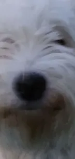 Close-up of a fluffy white dog with soft fur covering its face.