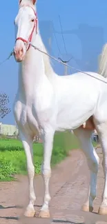 White horse standing on a rural path with a blue sky background.