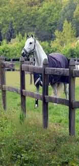 White horse standing by a wooden fence in a picturesque green field.