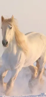 Majestic white horse running in snowy landscape wallpaper.