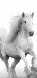 Majestic white horse running in the wild.