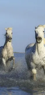 Two white horses running through ocean waves, creating a splash.