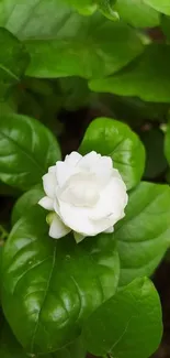 White jasmine surrounded by green leaves.