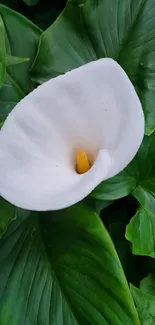 White lily surrounded by green leaves.