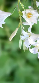 White lilies on a vibrant green background, perfect for mobile wallpaper.