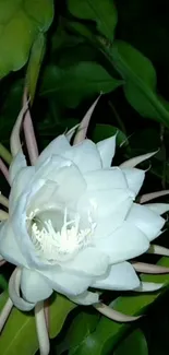 White flower blooming at night among green leaves.