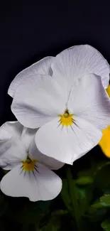 White pansy with yellow center on dark background.