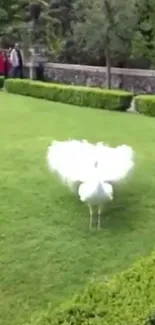 Majestic white peacock fanned out on lush green lawn.