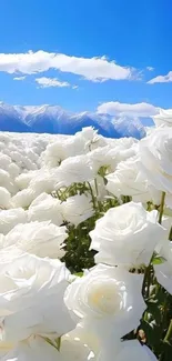 Field of white roses with mountain backdrop under a blue sky.