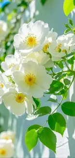 White roses blooming against a sunlit wall.