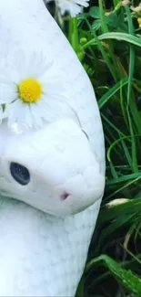 White snake with daisies on green grass background.