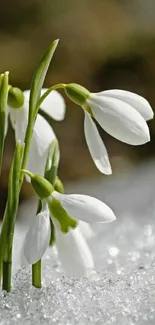 White snowdrops covered with frosty crystals showcasing winter beauty.