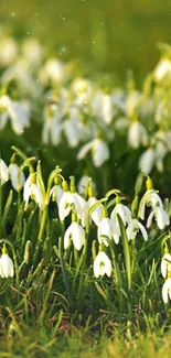 White snowdrops blossoming on green grass field.