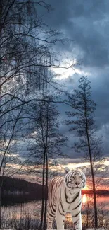 White tiger by sunset lake with silhouette trees.