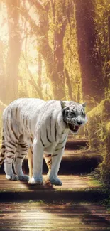 White tiger on a forest path with sunlight filtering through trees.