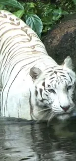 White tiger standing in lush forest water.