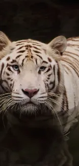 White tiger standing in dark water.