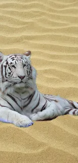 Majestic white tiger resting on golden desert sands.