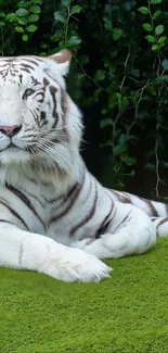 White tiger lounging on green grass with lush foliage backdrop.