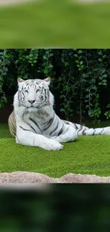 Majestic white tiger resting on lush green grass.