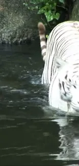 Majestic white tiger wading through water in a serene natural setting.