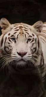 Majestic white tiger swimming in dark water, showcasing nature's beauty.