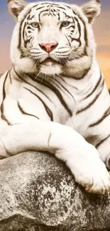 Majestic white tiger resting on a rock at sunset.