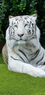 White tiger lying on lush green grass in a natural setting.