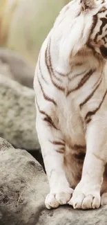 Majestic white tiger sitting on rocks, showcasing serene natural beauty.