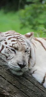 White tiger resting on a log in a lush green forest.