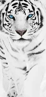 Majestic white tiger with striking blue eyes and distinctive black stripes.