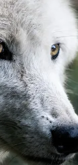 Close-up of a white wolf with a focused gaze against a blurred forest background.