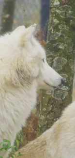 Elegant white wolves in a forest setting.