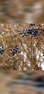 Wild berries on autumn branches create a serene mobile wallpaper.