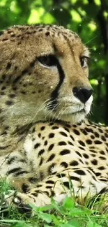 Cheetah lying serenely in a lush green forest.