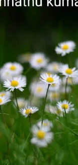 A cluster of wild daisies blooming in a lush green meadow.