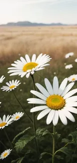 Daisy flowers blooming in a tranquil meadow landscape.