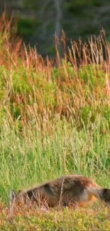 A wild fox camouflaged in lush green and brown grass.