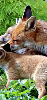 A mother fox and cub in lush green surroundings.