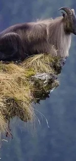 Wild goat perched on a cliff with a natural backdrop.