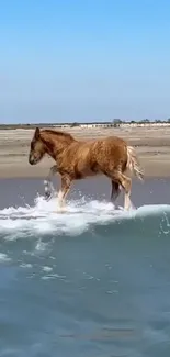 Wild horse walking along the seaside beach with ocean waves.