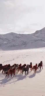 Herd of wild horses galloping in a snowy mountain landscape.