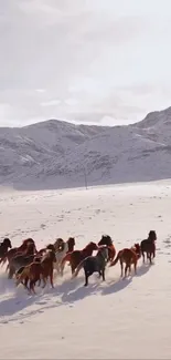 Horses running in snowy mountains with blue sky.