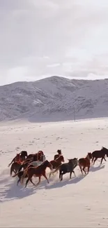 Wild horses galloping in snowy mountains.