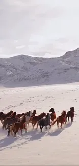 Wild horses running through snowy mountains.