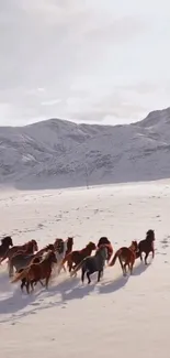 Wild horses running through snowy mountains with clear sky.