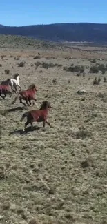 Wild horses running across a vast, open landscape under a blue sky.